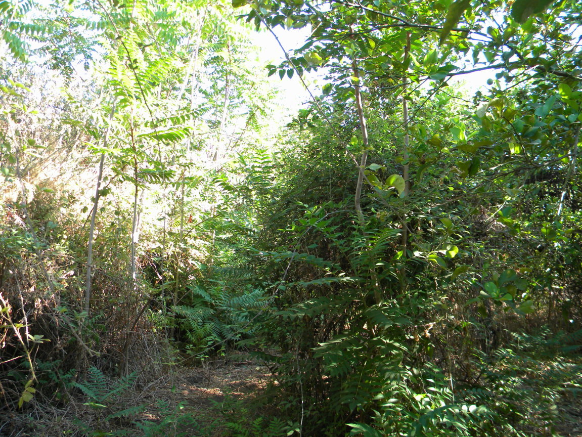 DSCN8106 .JPG